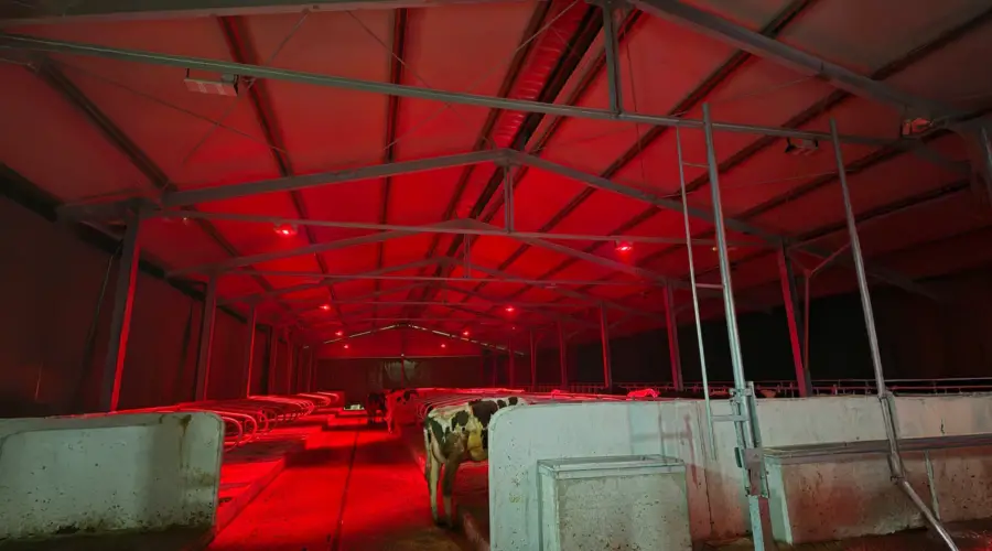Illuminazione LED stalla in provincia di Torino